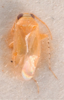 Campylomma indigena, AMNH PBI00183996