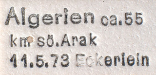 Campylomma nigrifemur, AMNH PBI00183990