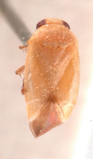 Campylomma nigrifemur, AMNH PBI00184010