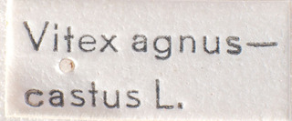 Campylomma obscura, AMNH PBI00183988