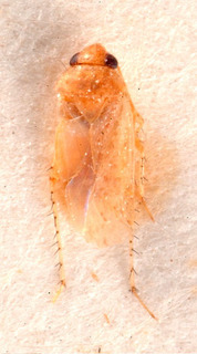 Campylomma odontospermi, AMNH PBI00184028