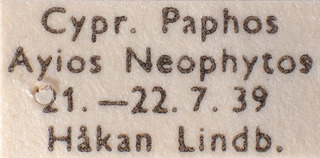 Campylomma viticis, AMNH PBI00183994