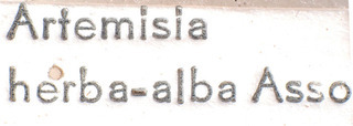 Compsidolon bipunctatum, AMNH PBI00184025
