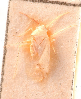 Compsidolon salviae, AMNH PBI00184023