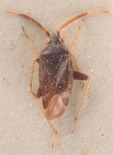 Criocoris piceicornis, AMNH PBI00184013