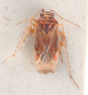 Eumecotarsus kiritshenkoi, AMNH PBI00184006