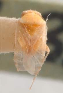 Gediocoris pallispinus, AMNH PBI00184021