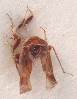 Heterocapillus cavinotum, AMNH PBI00184018