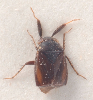 Heterocapillus cavinotum, AMNH PBI00184019
