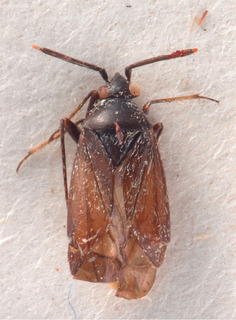 Heterocapillus niger, AMNH PBI00184016