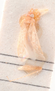 Compsidolon acuticeps, AMNH PBI00184035