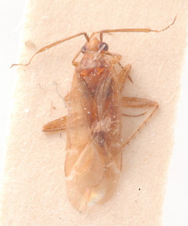 Compsidolon alatavicum, AMNH PBI00184033