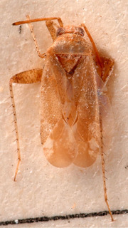 Compsidolon cytisellum, AMNH PBI00184046
