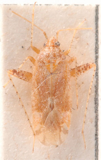 Compsidolon hierroensis, AMNH PBI00184041
