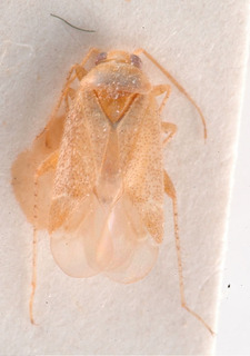 Compsidolon littorale, AMNH PBI00184036