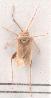 Compsidolon pseudocrotchi, AMNH PBI00184031