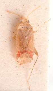 Compsidolon pterocephali, AMNH PBI00184038