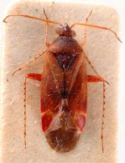 Psallus catalanicus, AMNH PBI00184059