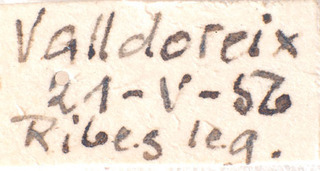 Psallus catalanicus, AMNH PBI00184059