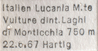 Psallus lucanicus, AMNH PBI00184072