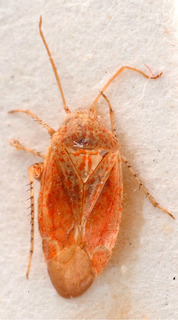 Psallus turcicus, AMNH PBI00184066