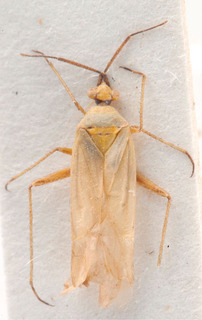 Acrotelus major, AMNH PBI00184095
