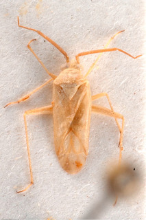 Acrotelus parvus, AMNH PBI00184096