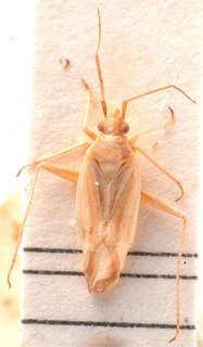 Amblytylus montanus, AMNH PBI00184117