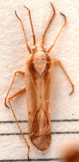 Amblytylus similis, AMNH PBI00184116