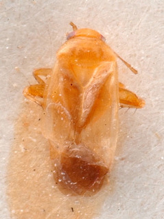 Chinacapsus parvus, AMNH PBI00184089