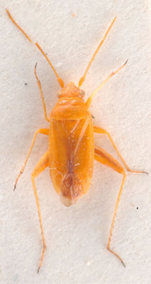 Eurycolpus enslini, AMNH PBI00184100
