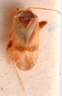 Glaucopterum deserticola, AMNH PBI00184078
