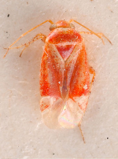 Lindbergopsallus rumicis, AMNH PBI00184085