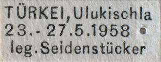 Orthonotus humilis, AMNH PBI00184104