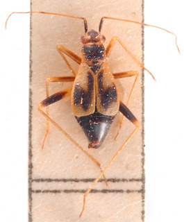Orthonotus luteocinctus, AMNH PBI00184106