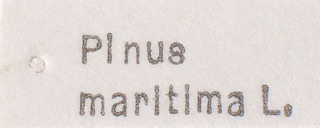 Plesiodema oblonga, AMNH PBI00184107