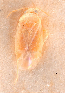 Psallus brachycerus, AMNH PBI00184082