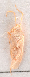 Stirophylus aristidae, AMNH PBI00184108