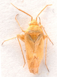 Tinicephalus croceus, AMNH PBI00184121