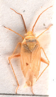 Tinicephalus indistinctus, AMNH PBI00184120