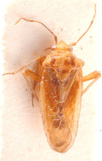 Tinicephalus macciae, AMNH PBI00184122