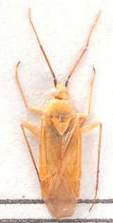 Tinicephalus picticornis, AMNH PBI00184123