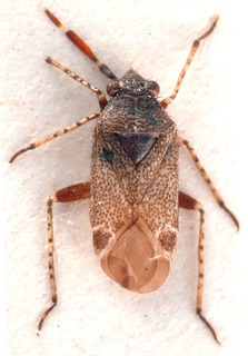 Antepia guttalis, AMNH PBI00184145