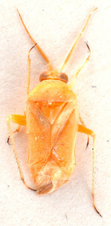 Chrysochnoodes breviceps, AMNH PBI00184151