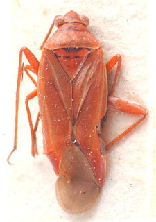Chrysochnoodes rufus, AMNH PBI00184152