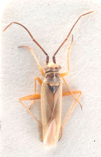 Conostethus angustus, AMNH PBI00184153