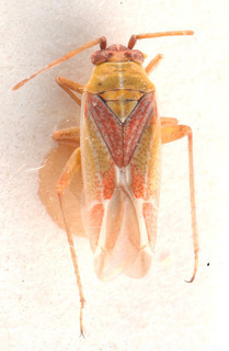 Conostethus venustus, AMNH PBI00184156