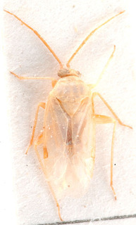 Glaucopterum kareli, AMNH PBI00184149