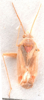 Megalocoleus eckerleini, AMNH PBI00184134