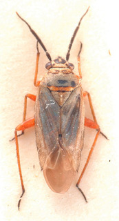 Opisthotaenia glauca, AMNH PBI00184139